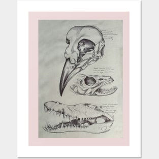 A bird, A fish & A Reptile Posters and Art